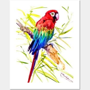 Scarlet Macaw Posters and Art